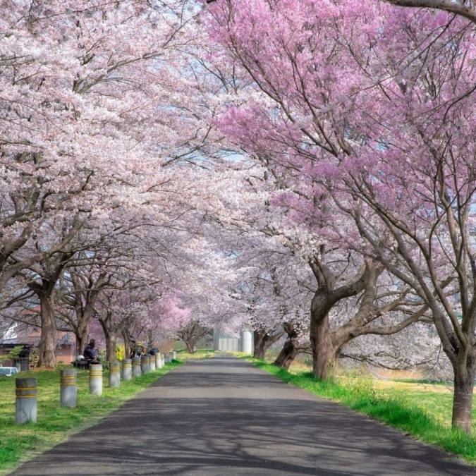 Shiroishi River Embankment One-Thousand Cherry Blossom View