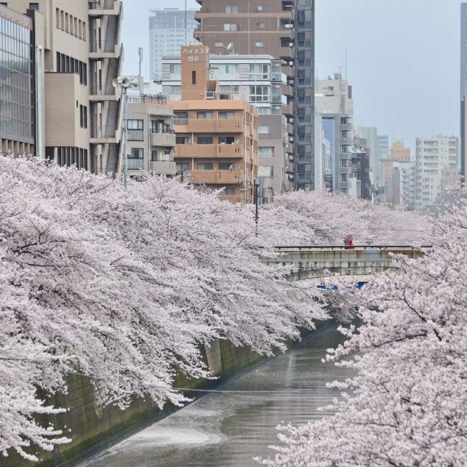 Meguro River (Tokyo) A popular cherry blossom spot among the youth, with beautiful illuminations.