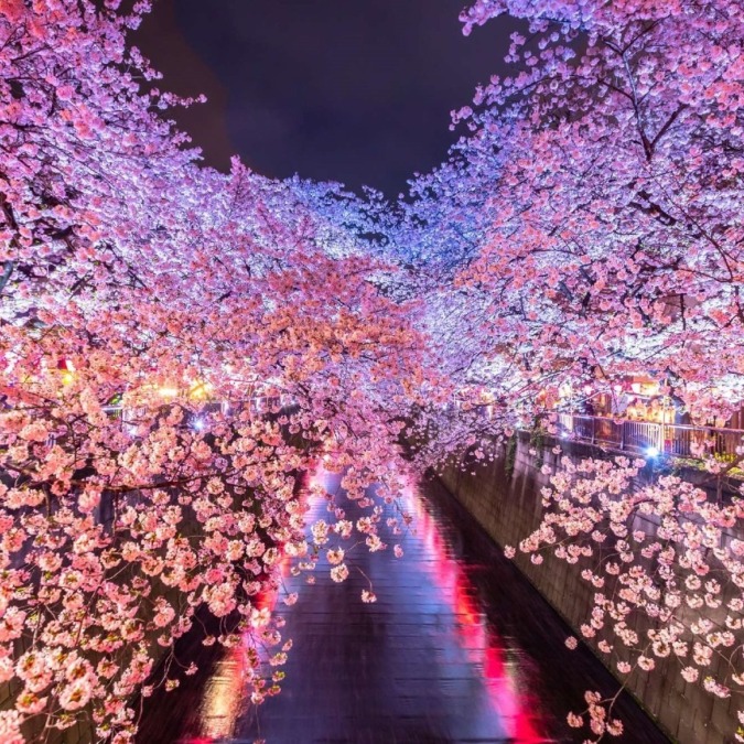 Meguro River (Tokyo) A popular cherry blossom spot among the youth, with beautiful illuminations.