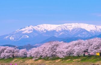 Hitome Senbonzakura, Shiraishi River, Miyagi