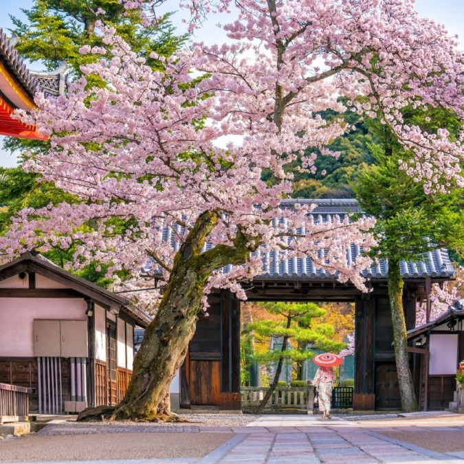 Cherry blossoms at Kiyomizu-dera Temple (Kyoto City)