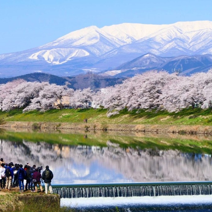 Shiroishi River Embankment One-Thousand Cherry Blossom View