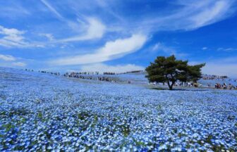 Hitachi Seaside Park (Ibaraki)