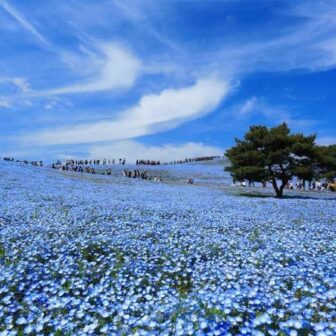 Hitachi Seaside Park (Ibaraki)